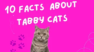 10 Facts You Didn't Know About Tabby Cats