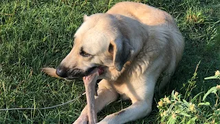 Luna's main job - Protecting and Guarding the chickens - the Anatolian Shepherd Dog