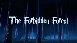 Harry Potter | Spooky Music and Ambience | The Forbidden Forest