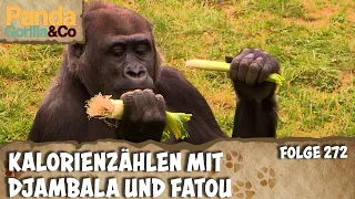 Feinschmecker gibt es auch bei den Gorillas | Panda, Gorilla & Co.