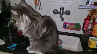 Maine Coon talking. Говорящий Мейн Кун Тоби.3 июня 2021 г.