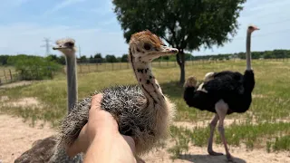 Rescuing an Injured Ostrich Chick