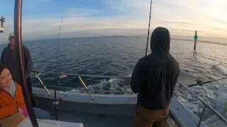 Halibut Fishing in the San Francisco Bay 2024