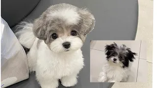 [Groomer Giraffe TV] Groomed a doll. Be aware of a heart attack!