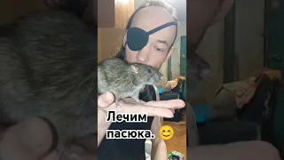 Как ввести подкожный антибиотик дикой крысе. 🤨 Пасюк Клемент. 😊 #wildrats #cuterats #волонтерство