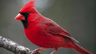 Northern Cardinal Bird Sound   Natural sound of singing birds