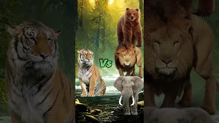 Tiger vs animal fight #shorts #animalfight #animal #short video