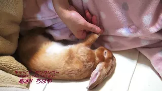 勝手にふとんにもぐりこんできて、寝てしまうウサギ（チャップ・ダンダンウー）Rabbits that crawl into the bed without permission