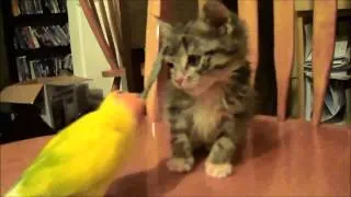 Axe Wielding Bird VS Kitten