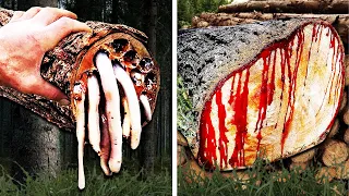 20 Most Dangerous Trees You Should NEVER Touch