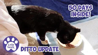 DITTO Real Time UPDATE! - 50 Days Inside!  🎉  - Lucky Ferals S5 E9