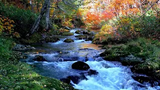 Listen to the sound of a flowing stream - Relaxing meditation music - Nature sounds