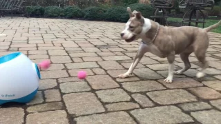 I Fetch Fun