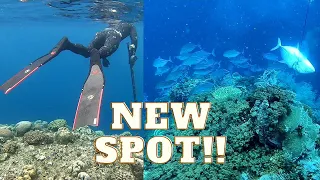 RISEN REEF!! TREVALLY HIGHWAY! new SPOT! spearfishing Philippines