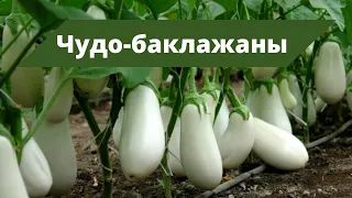 ЧУДЕСНЫЕ БАКЛАЖАНЫ | Обзор урожая баклажанов и рецепт заготовки на зиму