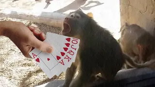 Animales Reaccionando A Trucos De Magia.