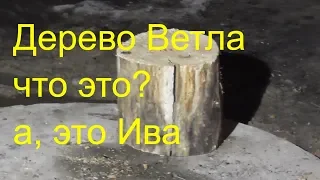 Дерево Ветла, что это?, а это Ива!