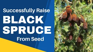 How to Successfully Raise Black Spruce from Seed