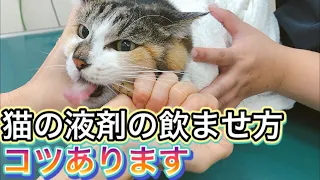 【猫の液剤の飲ませ方】液体のお薬の飲ませ方のコツ。この持ち方をすればきっとうまくできる！