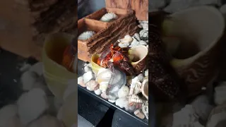 Aktifitass klomang, keong, umang-umang, Hermit Crab ganti cangkang