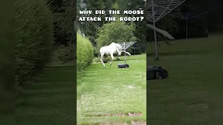 ALBINO moose ATTACKS robotic lawn mower 😱 #shorts