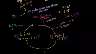 № 6 Фотосинтез  цикл Кальвина