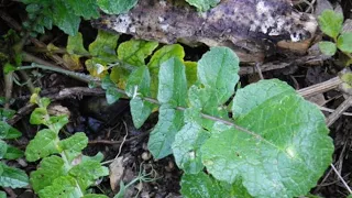 RAMOLACCIO ( Raphanus raphanistrum famiglia Brassicaceae ) nel mese di MARZO - ASS. CAPRA E CAVOLI