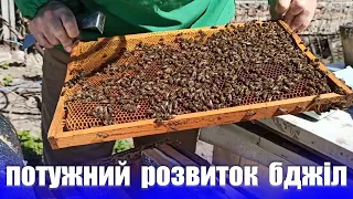 Як нарощуються бджоли весною? Розвиток бджолиних сімей весною.