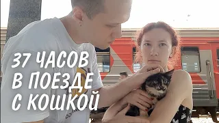 37 ЧАСОВ в поезде с кошкой