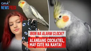 Ibon na alarm clock? Alagang cockatiel, may cute na kanta! | GMA Integrated Newsfeed