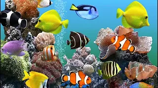 The Best 4K Aquarium with Meditation Music - Aquarium for Relaxation - Sleep Relax - UHD Screensaver