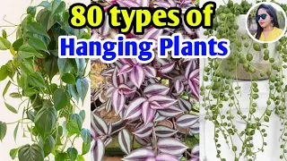 80 types of hanging plants | Hanging Plants for Indoor & Outdoor | Plants varieties | Lipsha world