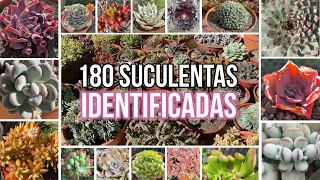 180 SUCCULENTS IDENTIFIED | Scientific Names