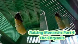 Raising Monarchs Part 4 - The Chrysalis (How To Care For Monarch Butterfly Chrysalides)