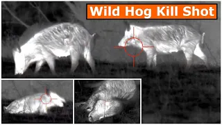Wild Hog Kill Shot | Shorts