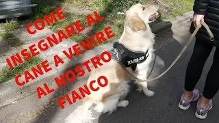 Come insegnare al cane a venire nostro fianco