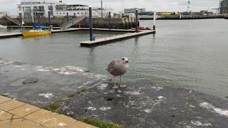 hungry baby seagull asking for food