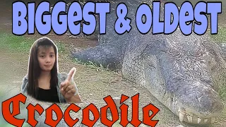 The Biggest & Oldest Saltwater Crocodile name Lapu-Lapu in Crocolandia | Giant Crocodile |KenJJ06