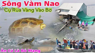 Bất ngờ Sông Vàm Nao, Cụ Rùa Vàng nổi lên cùng đàn cá bà cậu ai ăn là bỏ mạng