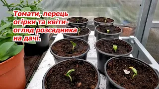 Два дні не були на дачі- як почувається розсада без нашого догляду?