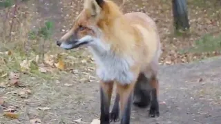Снятие шкуры лисы