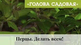 Голова садовая - Перцы. Делать всем!