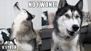 Husky Refuses to Make Resolutions and ARGUES About it!