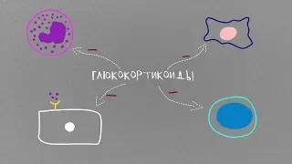 Глюкокортикоиды: синтез, механизм действия, физиологические эффекты.