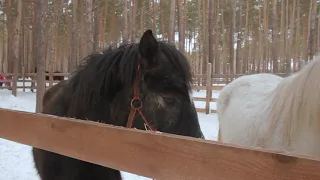 Лесная территория «Червленый Яр». Воронежский зоопарк им. А.С. Попова