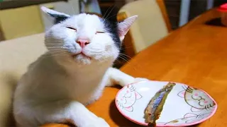 Laugh non stop with these Funny CATS - Funny and Cute Cat Reaction