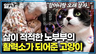 "같이 오래 살게 해달라고 매일 기도해" 어느 날 시작된 고양이와의 인연, 이것저것 챙겨주랴 바쁘지만, 덕분에 행복한 노년을 보내고 있는 노부부┃고양이를 부탁해┃알고e즘