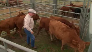 Working Cattle Effectively