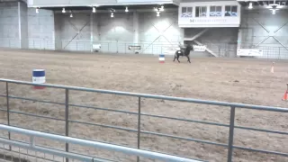 Mammoth Donkey Barrel Racing