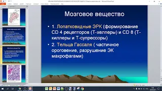 Органы кроветворения и иммунологической защиты (Г.Ф.Филимонова) (29.09 08.30)